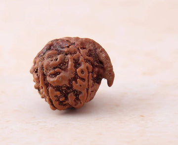 Ganesh Mukhi Rudraksha
