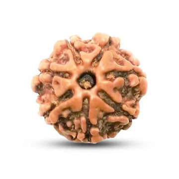 2 Mukhi Rudraksha